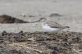 Terek Sandpiper standing on the shore of a shelf