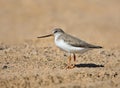 The Terek sandpiper Xenus cinereus close-up stands on the sand