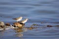 Terek Sandpiper