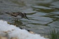 Terek sandpiper Xenus cinereus