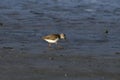 Terek sandpiper or Xenus cinereus, a small migratory Palearctic wader species, observed at Akshi Beach in Alibag, India Royalty Free Stock Photo