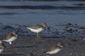 Terek sandpiper or Xenus cinereus, a small migratory Palearctic wader species, observed at Akshi Beach in Alibag, India Royalty Free Stock Photo