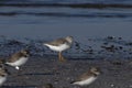 Terek sandpiper or Xenus cinereus, a small migratory Palearctic wader species, observed at Akshi Beach in Alibag, India Royalty Free Stock Photo