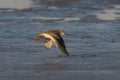 Terek sandpiper or Xenus cinereus, a small migratory Palearctic wader species, observed at Akshi Beach in Alibag, India Royalty Free Stock Photo