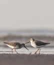 Terek sandpipers Royalty Free Stock Photo