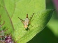 Terellia tussilaginis - fruit fly Royalty Free Stock Photo