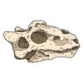 Teriodont fossilized skull hand drawn sketch image. Paleontology bones fossil illustration drawing. Vector stock outline Royalty Free Stock Photo