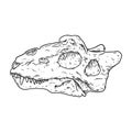 Teriodont fossilized skull hand drawn sketch image. Paleontology bones fossil illustration drawing. Vector stock outline Royalty Free Stock Photo