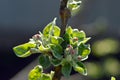 Blooming apple tree pink in macro