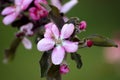 Blooming apple tree pink in macro