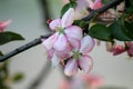 Blooming apple tree pink in macro