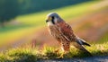 The term kestrel is the common name given to several species of predatory birds