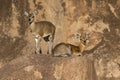 Father and Son Klipspringers Camouflaged Against the Rocks Royalty Free Stock Photo