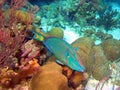 Stoplight Parrotfish Terminal Phase Male Royalty Free Stock Photo