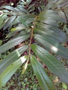 Terminalia arjun Kumbuk Arjun tree plant branch