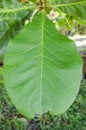 Terminalia Catappa Almond Leaf