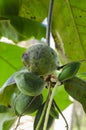 Terminalia Catappa Almond