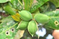 Terminalia catappa fruit with green leaves