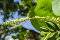 Terminalia Catappa Indian Almond Blossoms