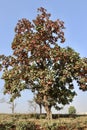 Terminalia catappa Tree in a dry grassland in West Bengal India.