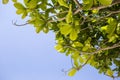 Terminalia catappa leaves with blue sky background, nature background Royalty Free Stock Photo