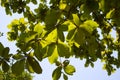 a Terminalia catappa tree with green leaves and a blue sky Royalty Free Stock Photo