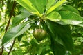 Terminalia catappa tree at the park