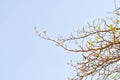 Terminalia catappa tree ,sky