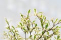 Terminalia ivorensis Chev, Combretaceae