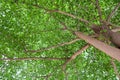 Terminalia ivorensis Chev, shade under the tree