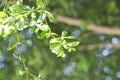 Terminalia ivorensis Chev. or Terminalia ivorensis