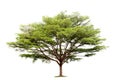 Terminalia ivorensis Chev tree isolated