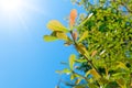 Terminalia ivorensis leaves isolated on blue sky