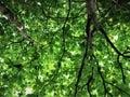 (Terminalia mantaly) Ketapang Kencana tree leaves in a farmer's garden