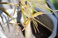 Terminalia sp, Combertaceae or TERMINALIA BENTZOL or Terminate Tvorensis A