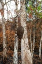 termitary on the tree. termitary nest outdoor. termitary in forest. photo of termitary