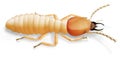 Termite