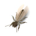 Termite alate (with wings) Royalty Free Stock Photo