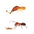 termite and ant