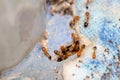Termite attack - close up of termites Royalty Free Stock Photo