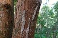 Termite caste pathway on living tree trunk, tropical forest Thailand