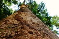 Termite caste pathway on living tree trunk, tropical forest Thailand