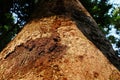 Termite caste pathway on living tree trunk, tropical forest Thailand