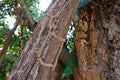 Termite caste pathway on wood