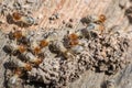 Termite Royalty Free Stock Photo