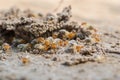 Termite Royalty Free Stock Photo