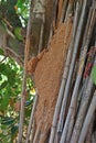 Termites colony on dried wood