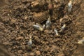 Termite colony  made up of workers  eoghter white or light brown in colour, also called white ants Royalty Free Stock Photo