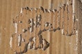 Termite damage on corrugated paper box Royalty Free Stock Photo