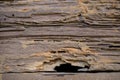 Termite damage wooden wall Royalty Free Stock Photo
